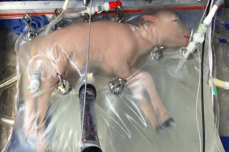 Недоношенный ягненок в "искусственной матке". Источник: NATURE COMMUNICATIONS